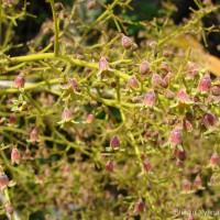 Sterculia urens Roxb.